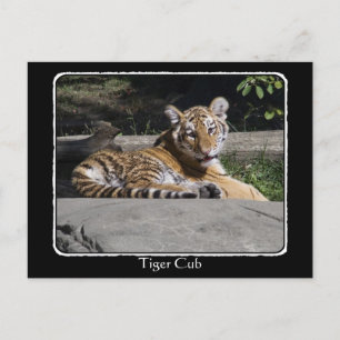 Postal Cubo de tigres sobre las rocas con borde