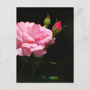 Postal Cubo de un rosa