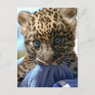 Postal Cubo leopardo