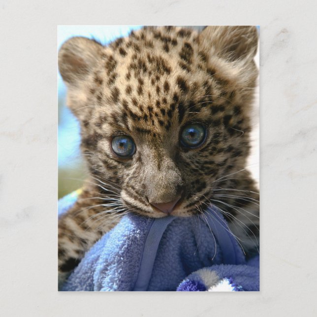 Postal Cubo leopardo (Anverso)