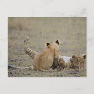 Postal Cubos de león (Panthera leo) jugando en el pasto, 