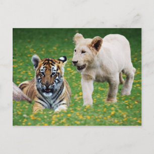 Postal Cubos de león y tigre en juego