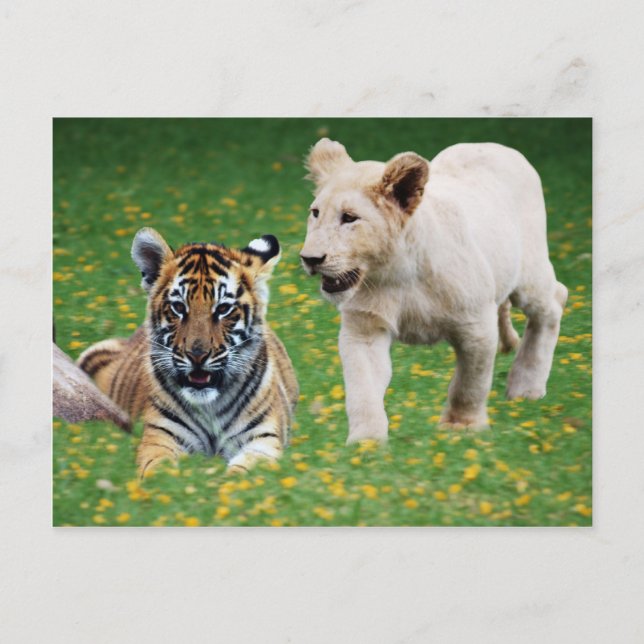 Postal Cubos de león y tigre en juego (Anverso)
