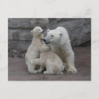 Cubos De Oso Polar Y Madre