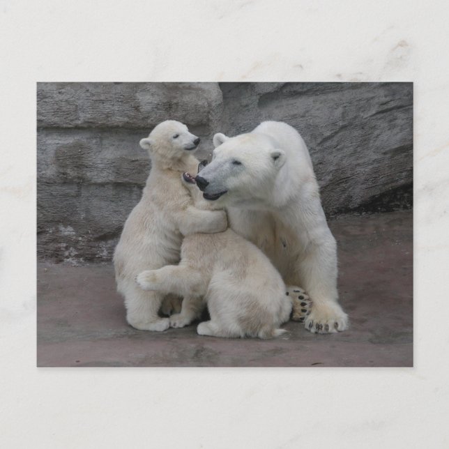 Postal Cubos De Oso Polar Y Madre (Anverso)