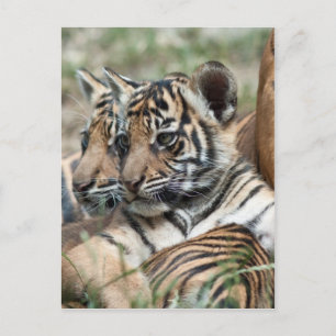 Postal Cubos de tigre