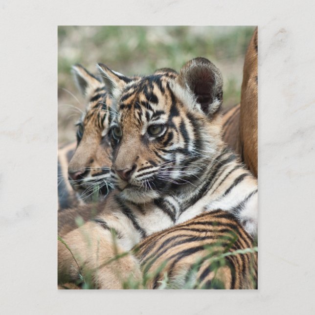 Postal Cubos de tigre (Anverso)