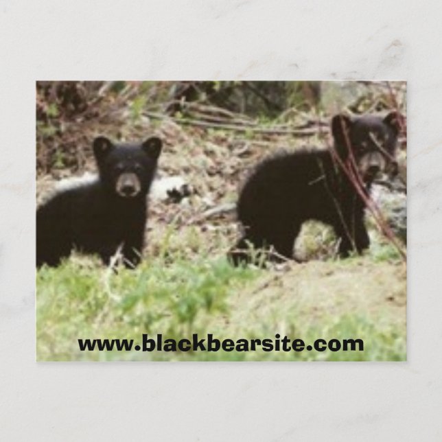 Postal cubs, www.blackbearsite.com (Anverso)