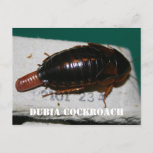 Postal Cucaracha de Dubia con saco de huevo