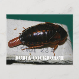 Postal Cucaracha de Dubia con saco de huevo