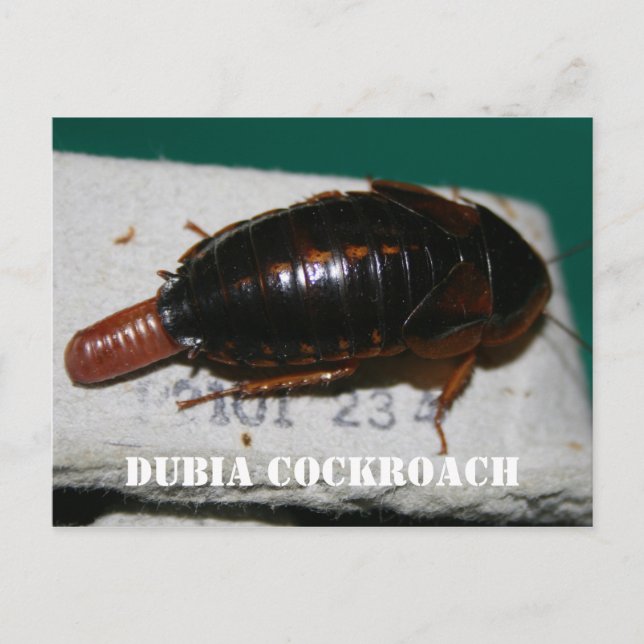 Postal Cucaracha de Dubia con saco de huevo (Anverso)