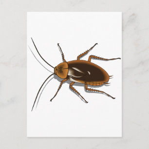 Postal Cucaracha Marrón Realista Insecto