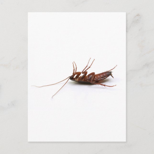 Postal Cucaracha muerta (Anverso)