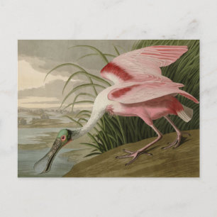 Postal Cucharada de rosas de los pájaros de América de Au