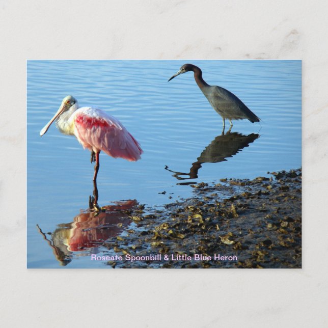Postal Cucharada de rosas y garza azul pequeña (Anverso)