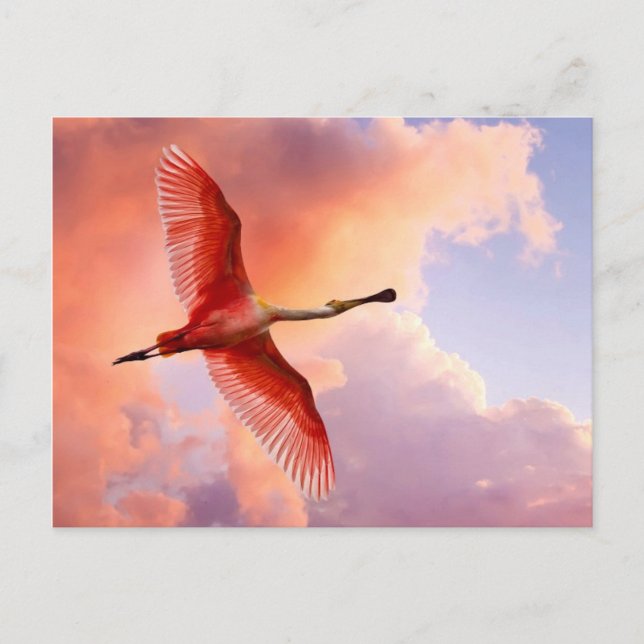 Postal Cucharón de Roseate volador (Anverso)