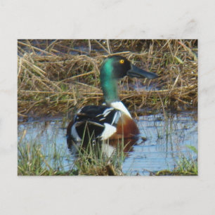 Postal Cucharón Norteño Macho