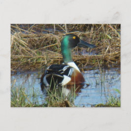 Postal Cucharón Norteño Macho