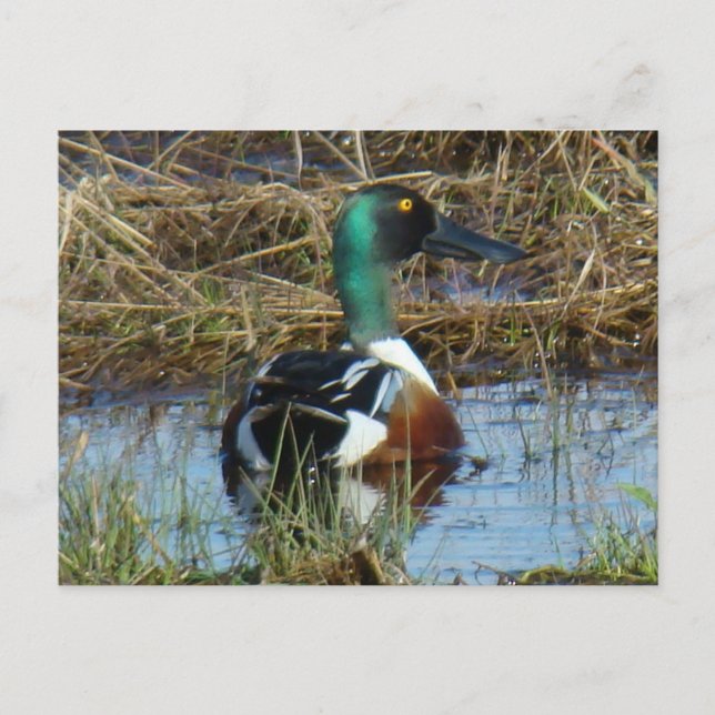 Postal Cucharón Norteño Macho (Anverso)