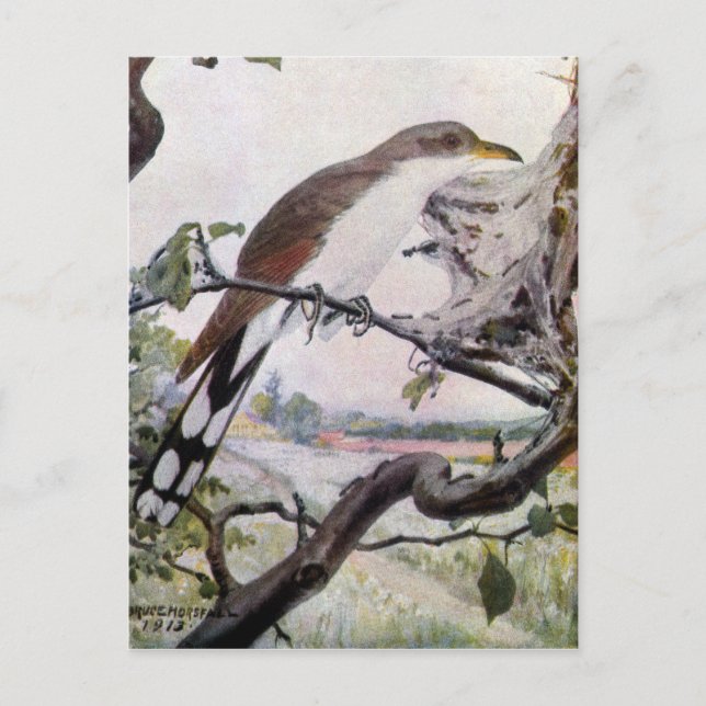 Postal Cucú y orugas de carpas de latón amarillo (Anverso)