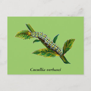 Postal Cucullia verbasci caterpillar