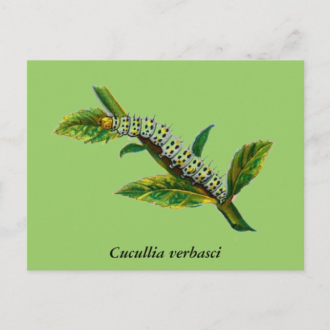 Postal Cucullia verbasci caterpillar (Anverso)