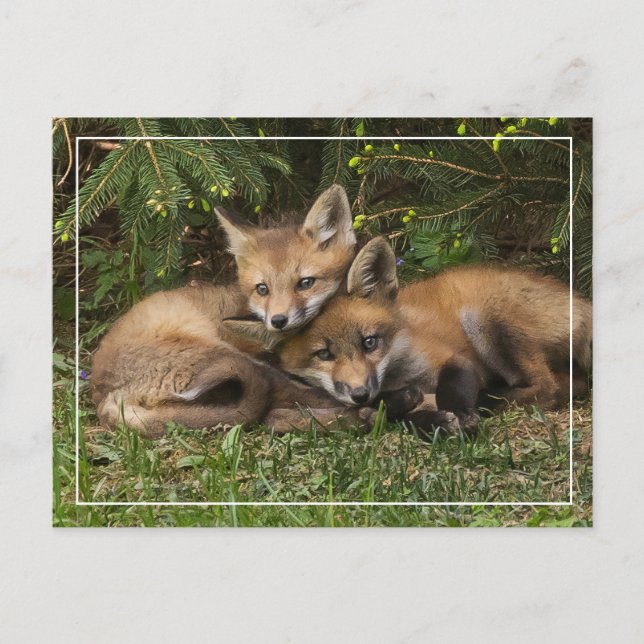 Postal Cudddling Fox Kits (Anverso)