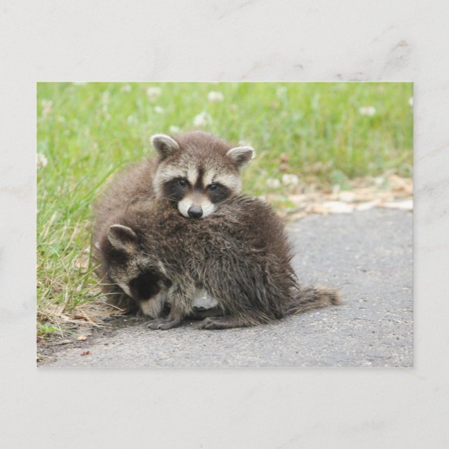 Postal Cuddling Baby Raccoons (Anverso)