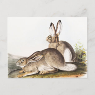 Postal Cuenca de la Montaña Rocosa de Townsend (Lepus Tow