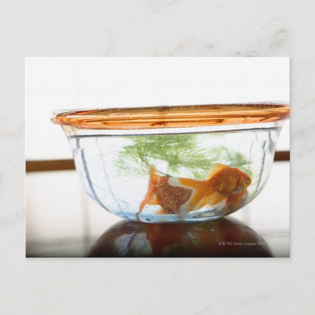 Postal Cuencas de pez dorado (Anverso)