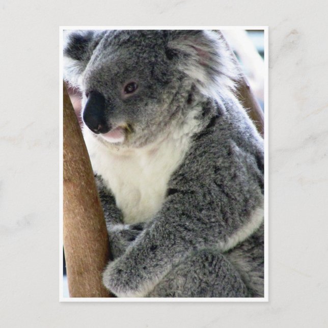 Postal cuerdo koala (Anverso)
