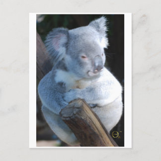 Postal Cuerdo Koala