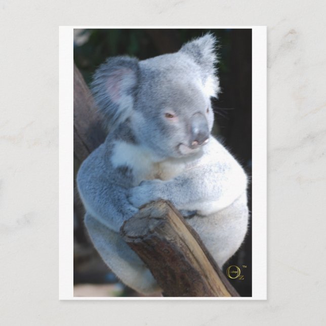 Postal Cuerdo Koala (Anverso)