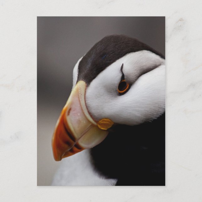 Postal Cuerno de Puffin 9028 (Anverso)