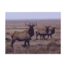 Cuerno doble goteo alce toro E19