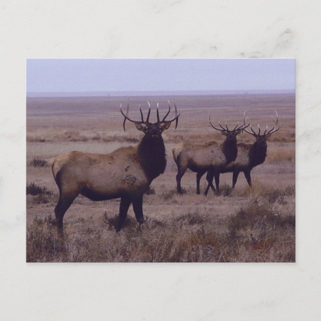 Postal Cuerno doble goteo alce toro E19 (Anverso)