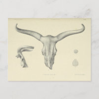 Cuernos de cráneo de búfalo de agua