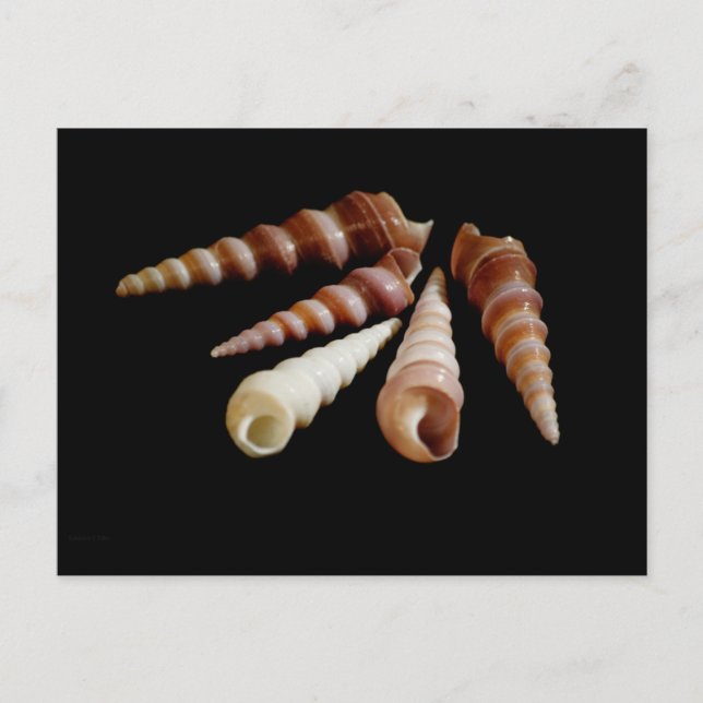 Postal Cuernos marinos (Anverso)