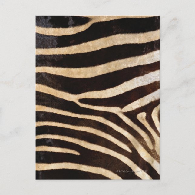 Postal Cuero de cebra 2 (Anverso)