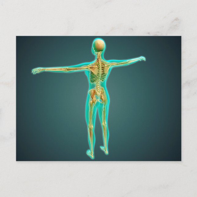 Postal Cuerpo humano con sistema esquelético, arterias 2 (Anverso)