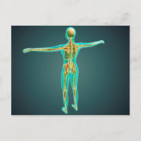 Cuerpo humano con sistema esquelético, arterias 2