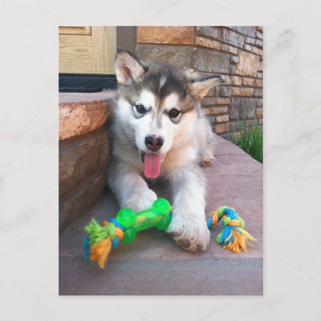 Postal Cuesta Alaskan Malamute Foto de Cachorro Te extrañ (Anverso)