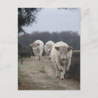 Postal Cuesta de Vacas Blancas