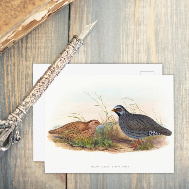 Postal Cueva de Montaña - Aves (Subido por el creador)