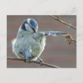 Postal Cuidada de Pájaro DIY