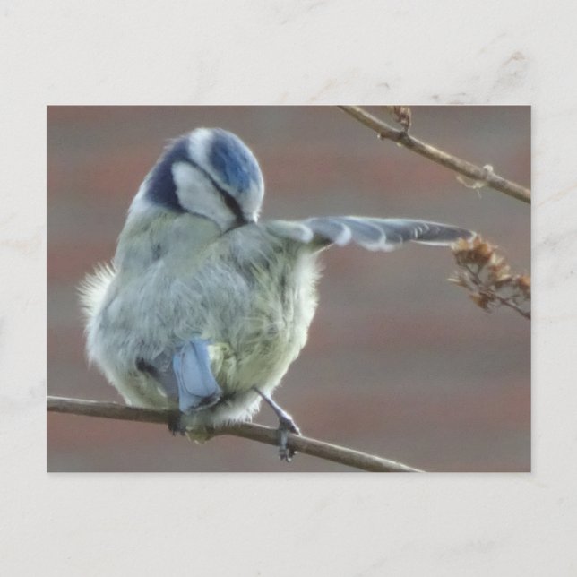 Postal Cuidada de Pájaro DIY (Anverso)