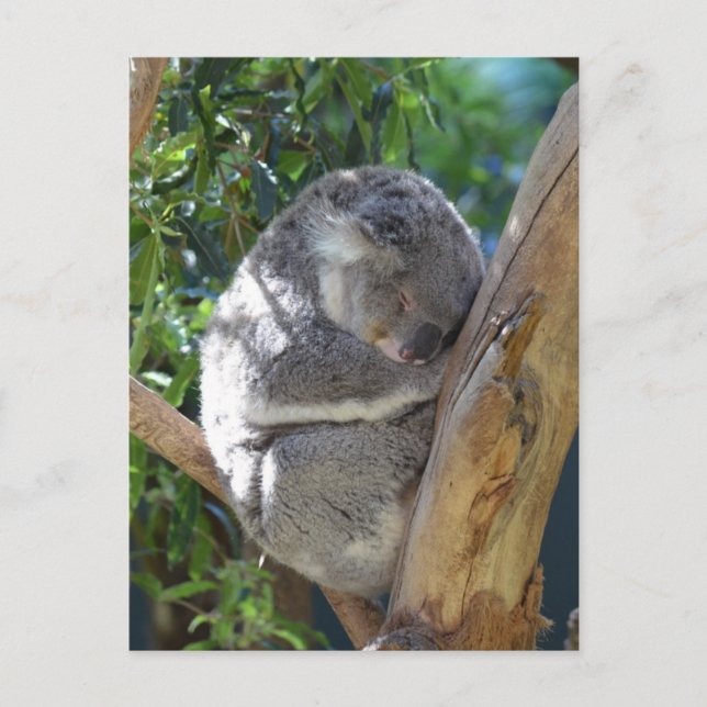 Postal Cuidada durmiendo a Koala en el árbol (Anverso)