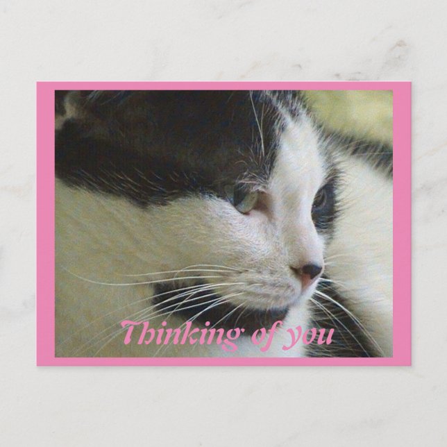 Postal Cuidada Foto De Gato Negro Blanco Pensando En Ti (Anverso)