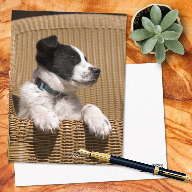 Postal Cuidada frontera Collie Heeler mix Puppy Photo Mis (Subido por el creador)