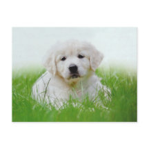 Cuidada Golden Retriever Cuppy Dog Green Grass